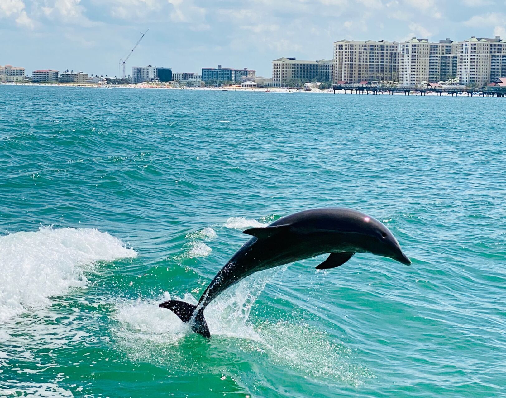 Clearwater Florida Dolphins